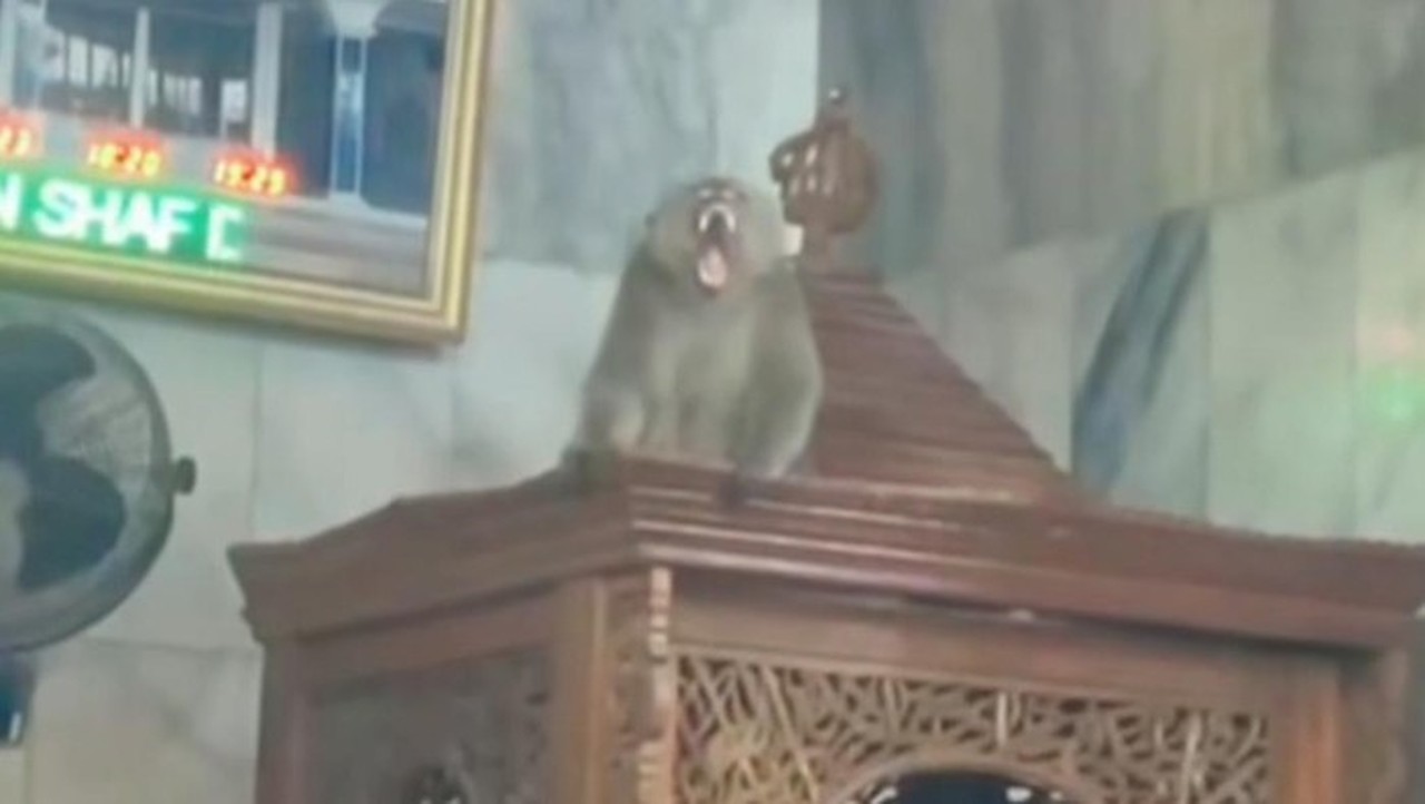 Monyet Liar Masuk Masjid Cakung, Petugas Damkar Berhasil Evakuasi