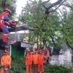 Pohon Tumbang Akibat Hujan Deras Tutup Akses Jalan di Lagoa, Jakarta Utara