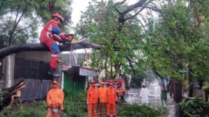 Pohon Tumbang Akibat Hujan Deras Tutup Akses Jalan di Lagoa, Jakarta Utara
