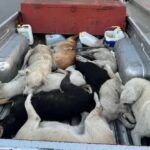 Maroko Dituding Akan Bantai Jutaan Anjing Liar Jelang Piala Dunia 2030