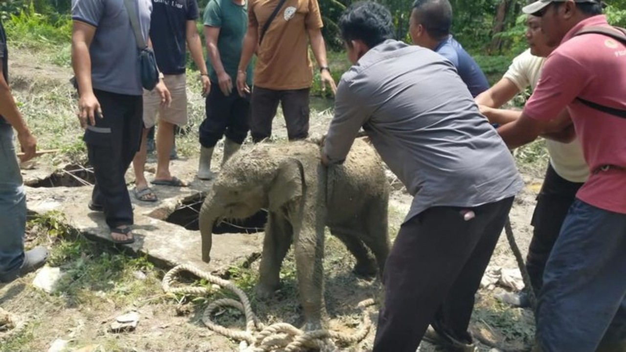 Anak Gajah Terperosok Septic Tank Picu Amukan Kawanan Gajah di Riau