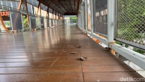 Kotoran Kucing Kembali Cemari Skywalk Kebayoran Lama, Warga Keluhkan Kebersihan