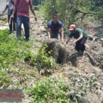 Anak Gajah Terperosok Septic Tank Picu Kawanan Gajah Mengamuk di Riau