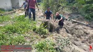 Anak Gajah Terperosok Septic Tank Picu Kawanan Gajah Mengamuk di Riau