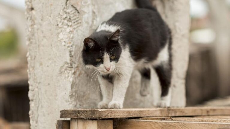 Pensiunan ASN Blora Tendang Kucing Hingga Mati, Akui Kesalahan dan Minta Maaf Pensiunan ASN Blora Tendang Kucing Hingga Mati, Akui Kesalahan dan Minta Maaf