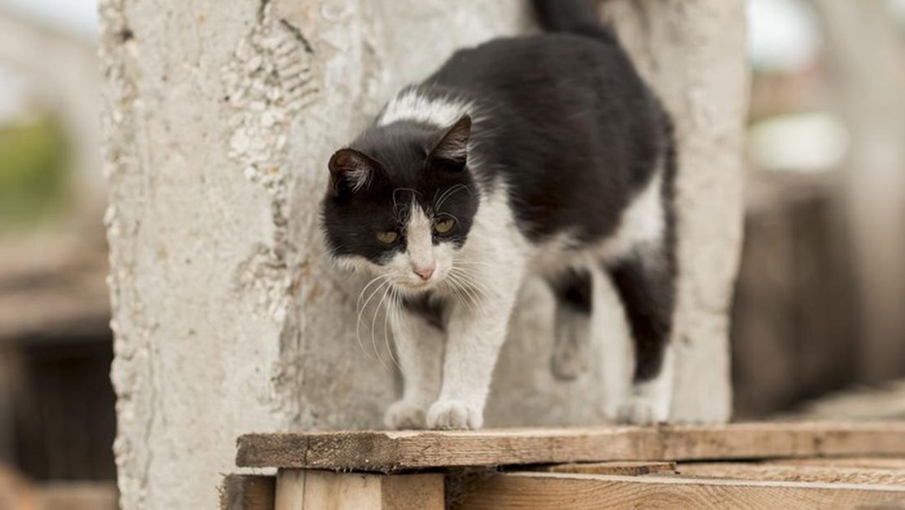 Pensiunan ASN Blora Tendang Kucing Hingga Mati, Akui Kesalahan dan Minta Maaf Pensiunan ASN Blora Tendang Kucing Hingga Mati, Akui Kesalahan dan Minta Maaf