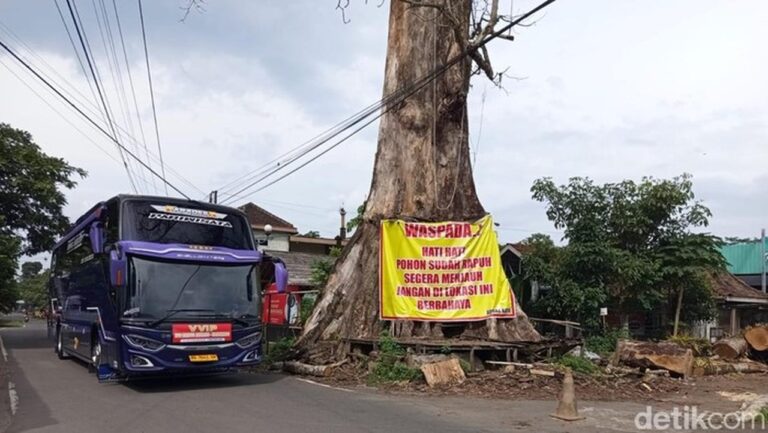Pohon Randu Alas 250 Tahun di Borobudur Akan Ditebang, Sebagian Dijadikan Monumen