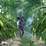 Klaster Petani Buah Naga Banyuwangi Naik Kelas Berkat Dukungan Program BRI
