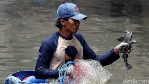 Sekda DKI Minta Dinas KPKP Gandeng Pemburu Ikan Sapu-sapu untuk Jaga Ekosistem Ciliwung