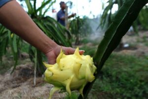 Petani Buah Naga Banyuwangi Bentuk Klaster untuk Jaga Stabilitas Harga dan Kualitas
