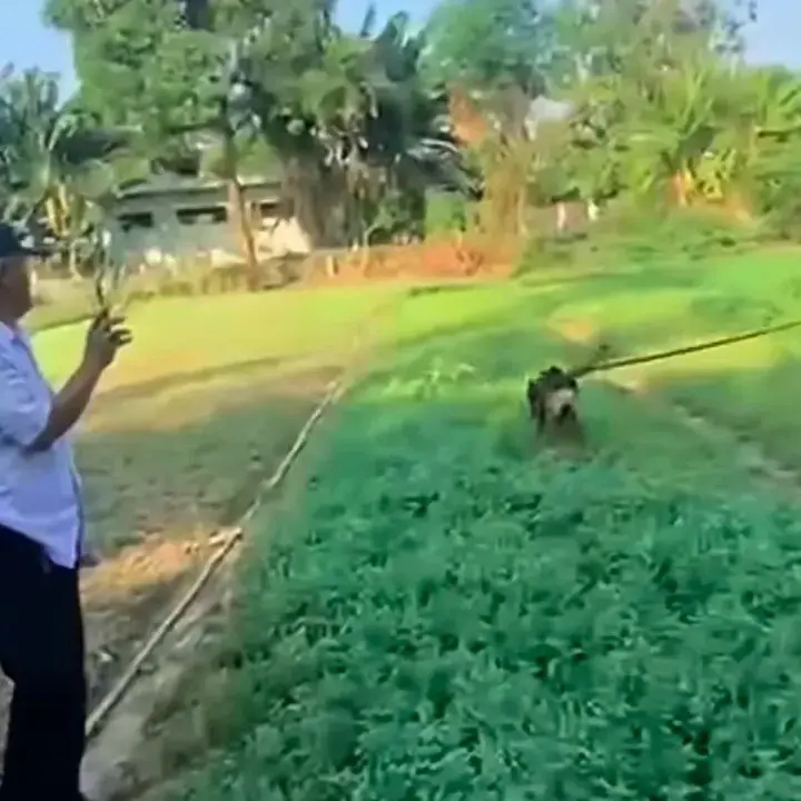 Anjing Husky Dibacok di Bekasi, Polisi Selidiki Meski Pemilik Tak Lapor