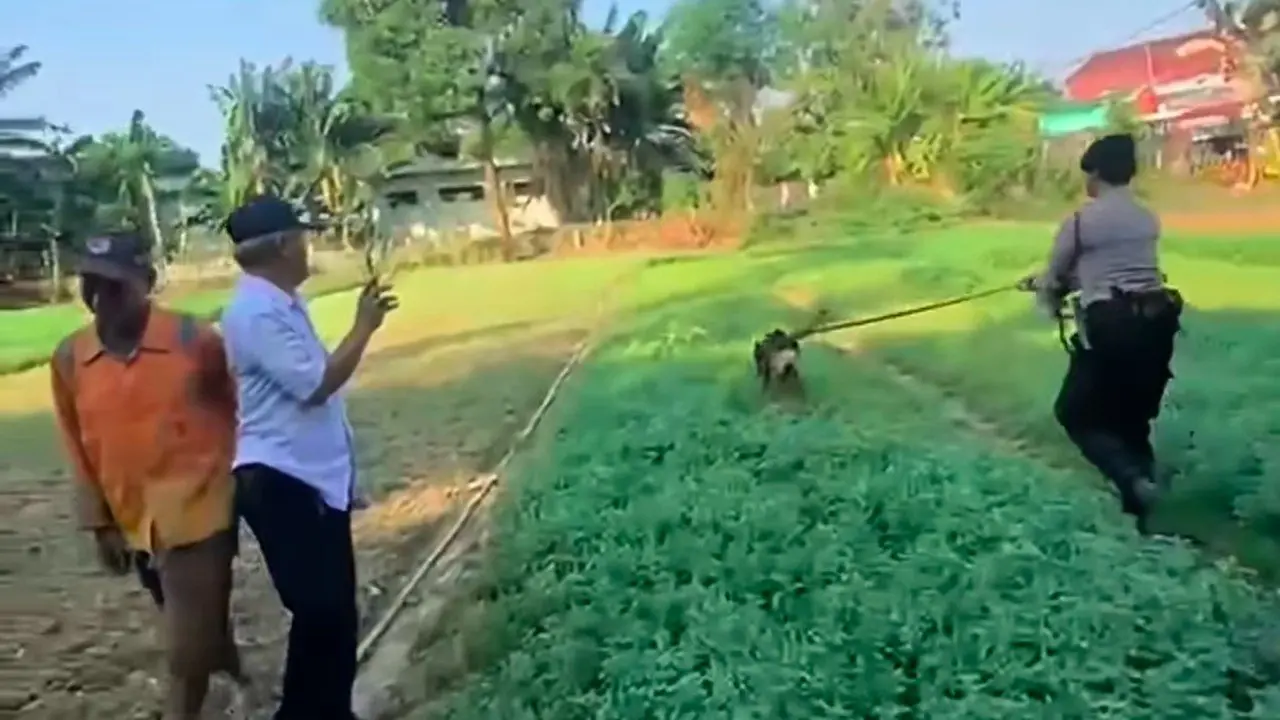Anjing Husky Dibacok di Bekasi, Polisi Selidiki Meski Pemilik Tak Lapor