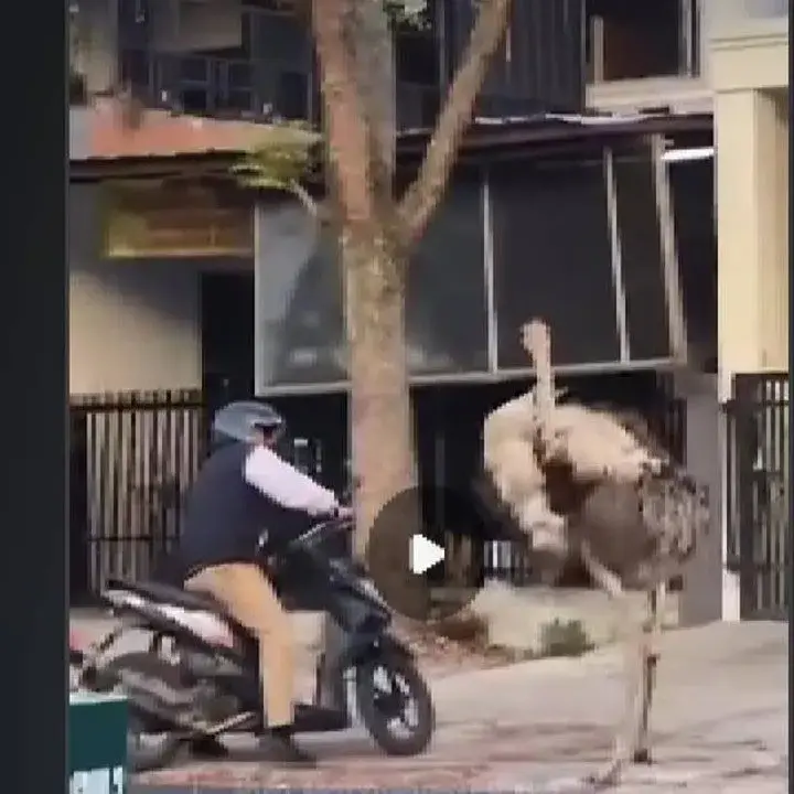 Burung Unta Gegerkan Bandung: Lepas dari Kandang, Kejar Pengendara