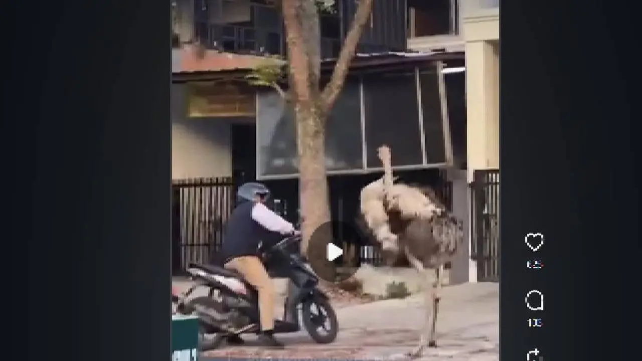 Burung Unta Gegerkan Bandung: Lepas dari Kandang, Kejar Pengendara