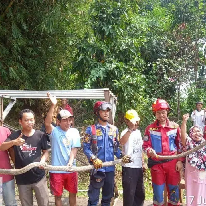 Damkar Evakuasi Dua King Cobra di Jonggol Setelah Diketahui Warga saat Menjemur