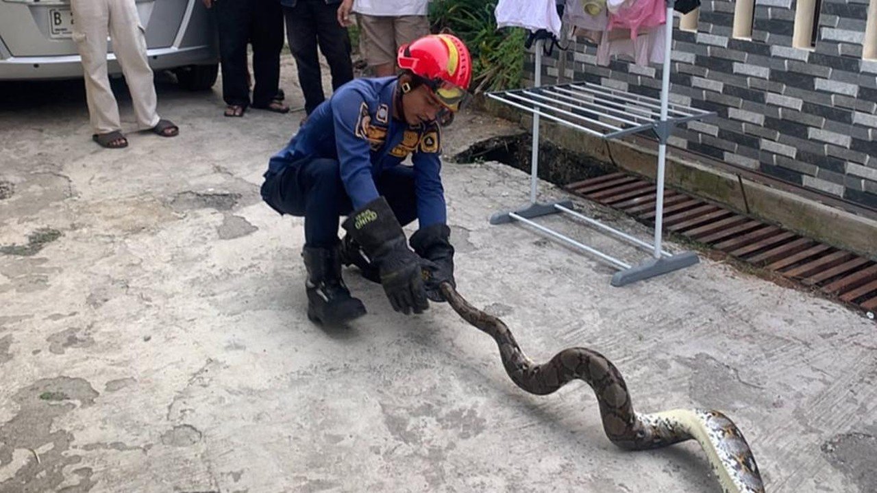 Damkar Evakuasi Ular Sanca 2 Meter yang Bersembunyi di Kolong Meja di Bojonggede