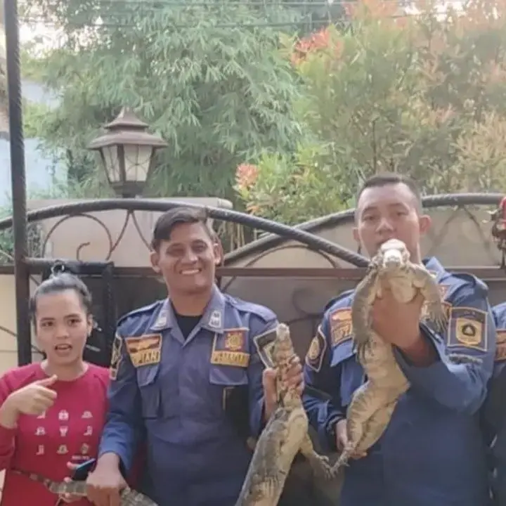 Dua Biawak Masuk Rumah Saat Penghuni Sedang Memasak di Ciampea