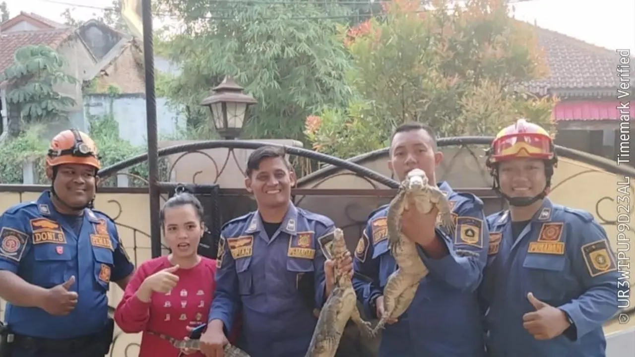 Dua Biawak Masuk Rumah Saat Penghuni Sedang Memasak di Ciampea