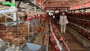 Lapas Ciangir Latih Napi Mengurus Ternak, Produksi Telur Capai 860 Kg Per Hari