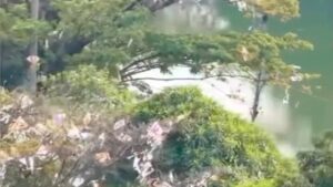 Dahan di Pinggir Kali Sunter Dipenuhi Layangan, 17 Pohon Dipangkas