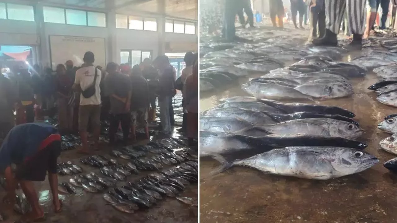 Tuna Ekspor dari Lebak: Devisa Mengalir, Daerah Tak Kebagian Nilai Tambah