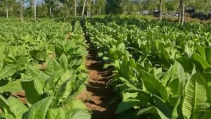 Bupati Temanggung Menolak Rancangan Permenkes yang Memuat Aturan Plain Packaging
