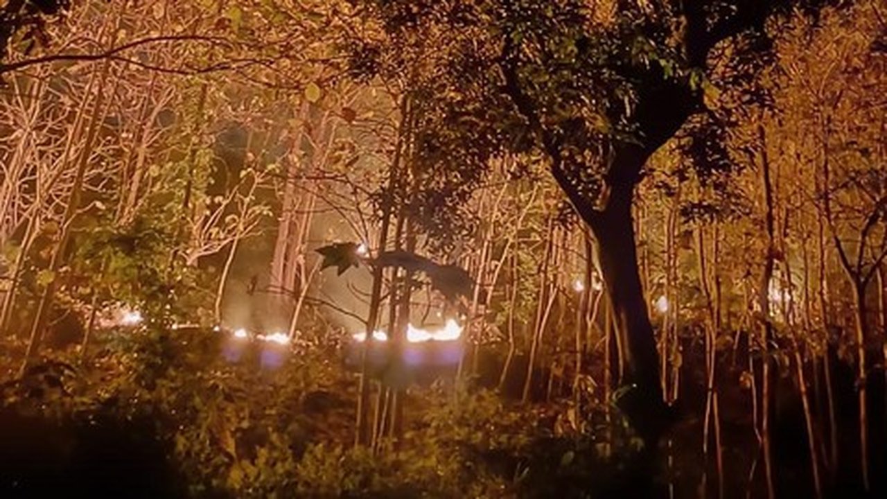 Kebakaran 3 Hektare di Hutan Ponorogo Diduga Akibat Puntung Rokok