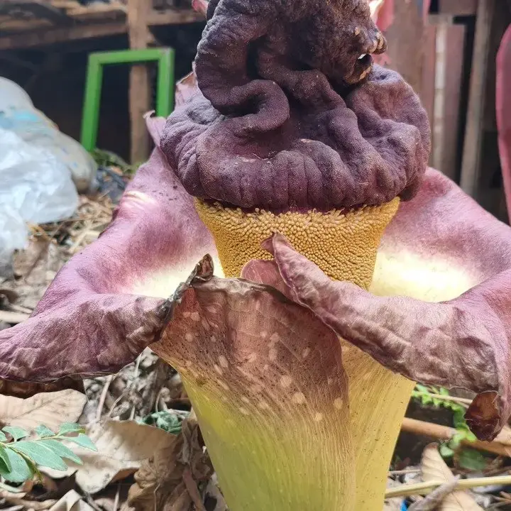 Keunikan Tanaman Suwek Mekar Mirip Bunga Bangkai di Bekasi