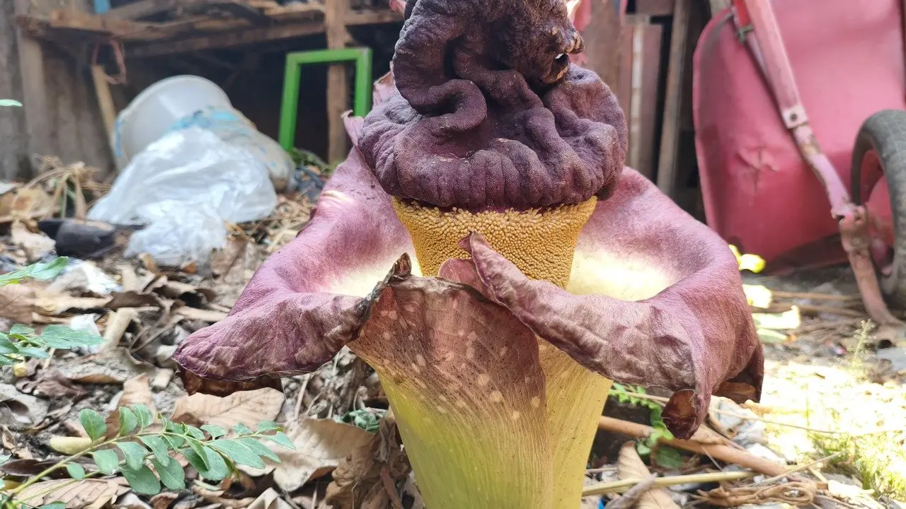Keunikan Tanaman Suwek Mekar Mirip Bunga Bangkai di Bekasi