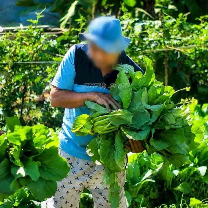 Napi Lapas Takalar Panen Puluhan Kilogram Sayur, Hasilnya Untuk Dapur dan Bakti Sosial
