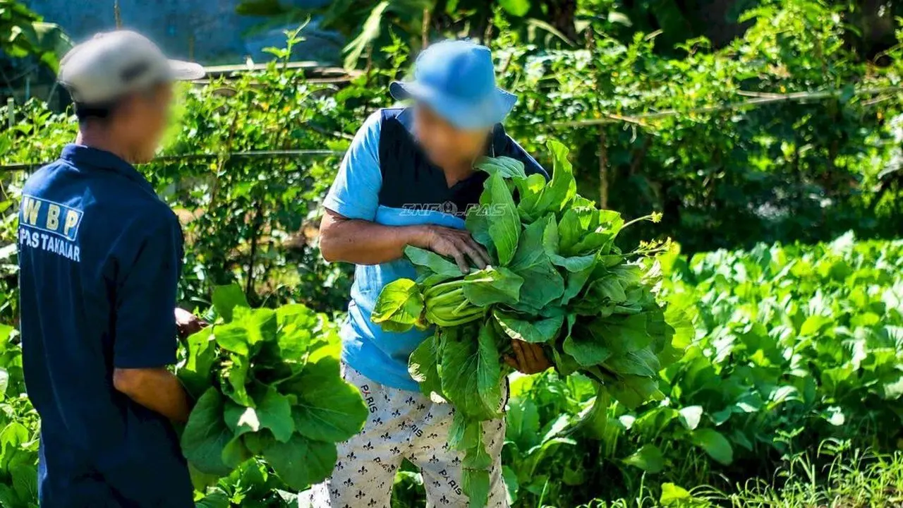 Napi Lapas Takalar Panen Puluhan Kilogram Sayur, Hasilnya Untuk Dapur dan Bakti Sosial
