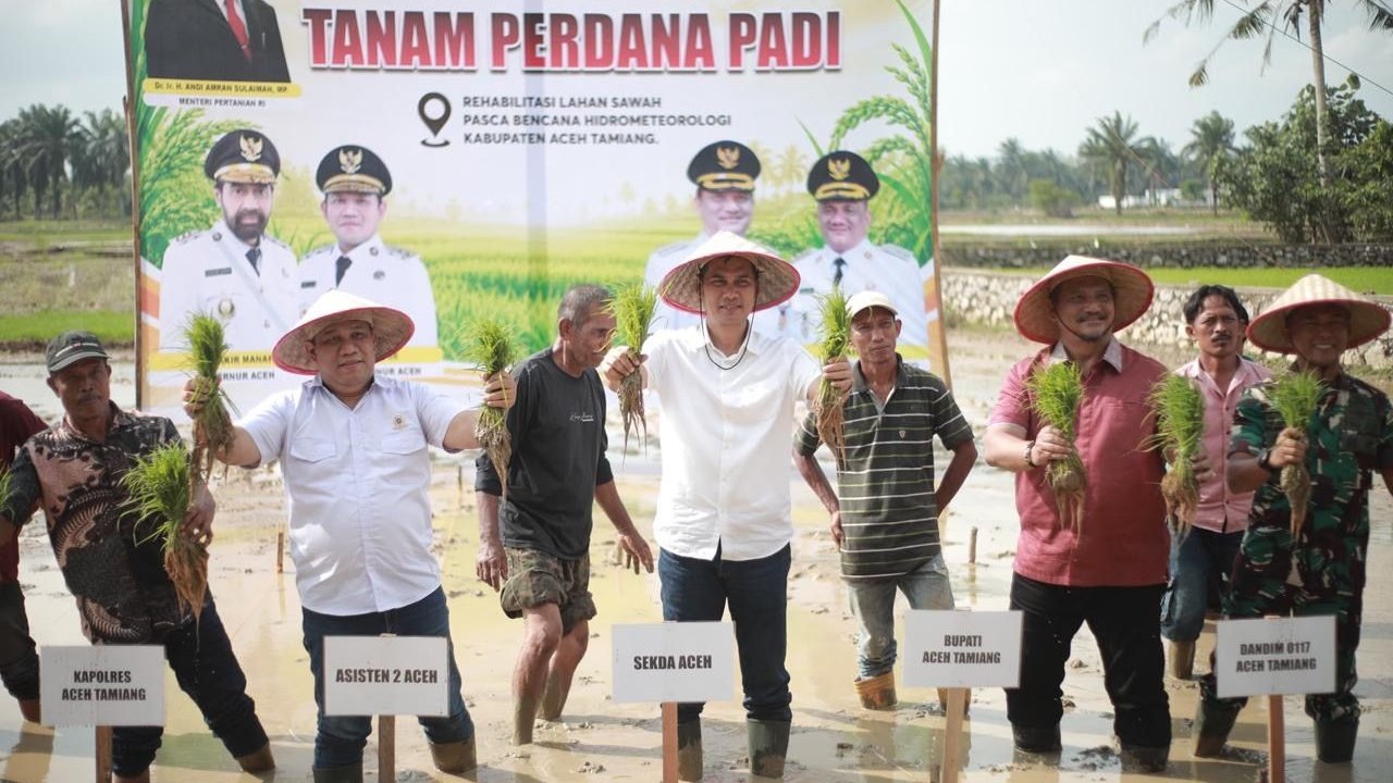 Pemulihan Pertanian Aceh Capai 32%, Tanam Padi Perdana Diadakan di Aceh Tamiang
