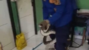 Petugas Damkar Evakuasi Ular Sanca Yang Masuk Kamar Mandi Warga Bogor