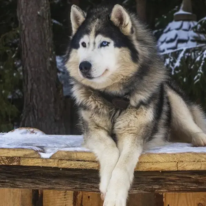 Polisi Dalami Kasus Husky Dibacok di Babelan, Unit K9 Turun Tangan