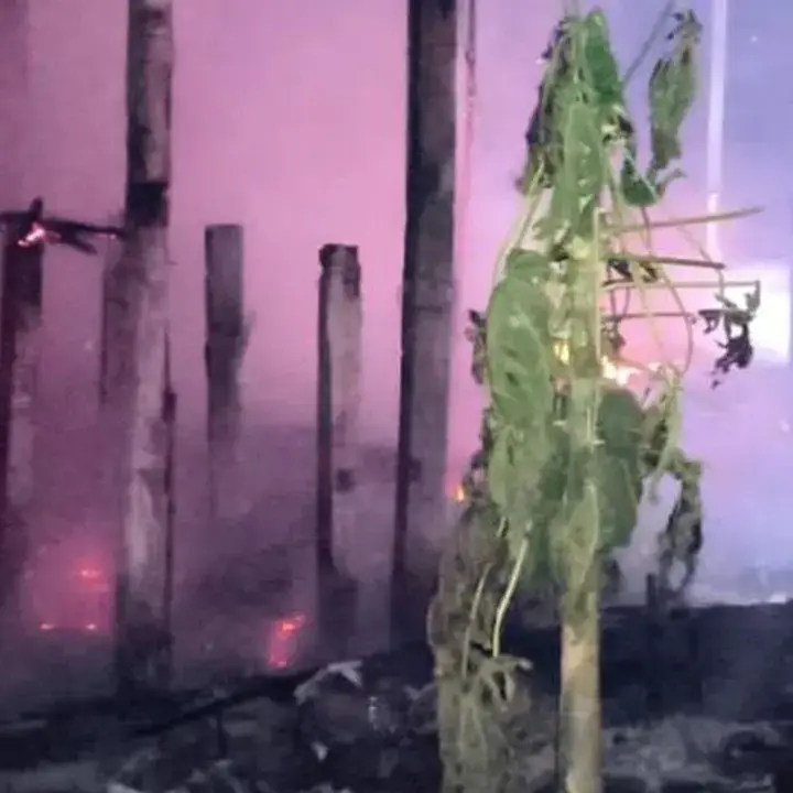 Ribuan Ayam Mati Terpanggang Akibat Kandang Ayam Ludes Terbakar di Tulungagung