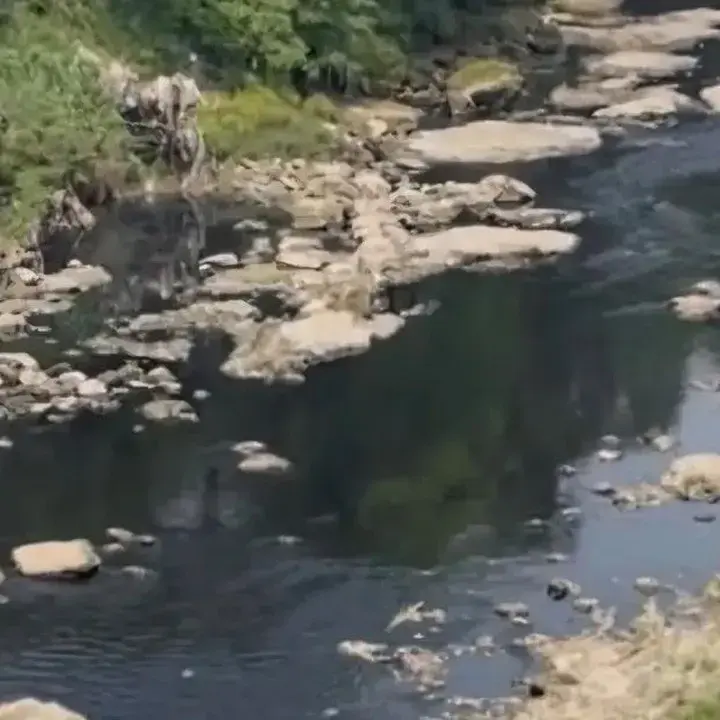 Sungai Cileungsi Berubah Hitam, Pemkab Bogor Selidiki Dugaan Pencemaran Limbah