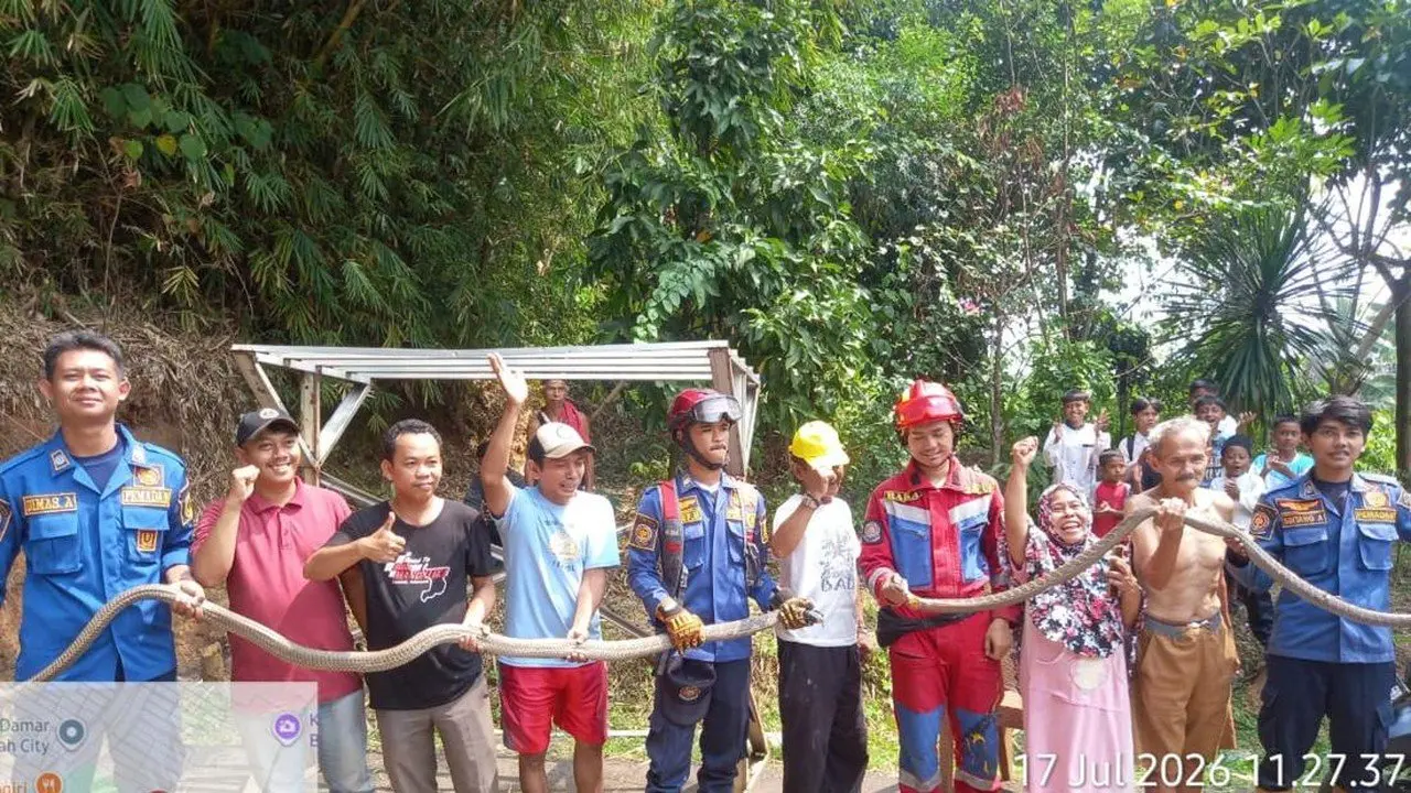 Warga Jonggol Geger, Dua King Kobra Ditemukan Sedang Kawin di Halaman